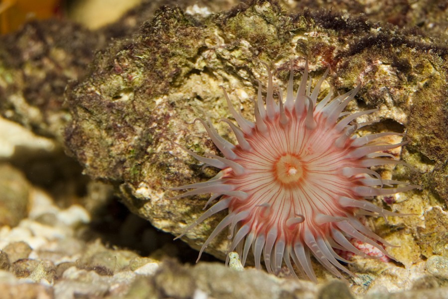 Coral Anemone in Saltwater Aquarium